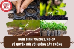 Hướng dẫn thi hành Luật Sở hữu trí tuệ và quyền đối với giống cây trồng