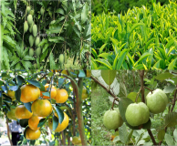 Đơn giá bồi thường thiệt hại cây trồng thuộc lĩnh vực trồng trọt