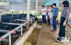 Quy định bảo vệ môi trường trong chăn nuôi trên địa bàn tỉnh thái nguyên - những điểm doanh nghiệp, cơ sở chăn nuôi cần lưu ý