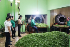 Sản xuất, chế biến chè tại HTX chè Hảo Đạt ở xã Tân Cương (nguồn: baothainguyen.vn)