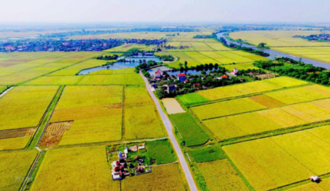 Quy định mức nộp tiền để Nhà nước bổ sung diện tích đất chuyên trồng lúa bị mất hoặc tăng hiệu quả sử dụng đất trồng lúa